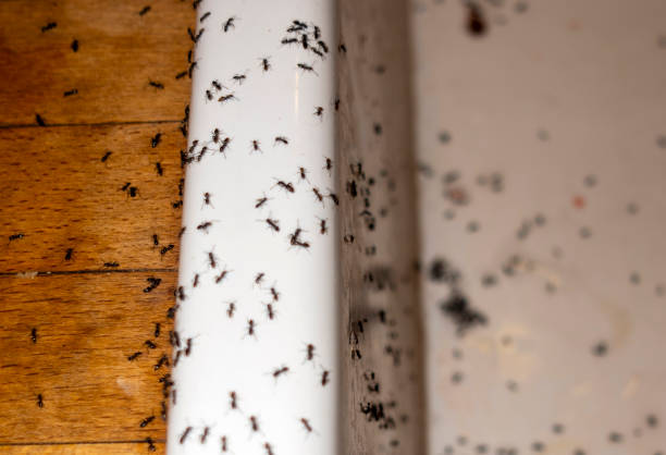 Best Best Pest Control Companies  in Brundidge, AL