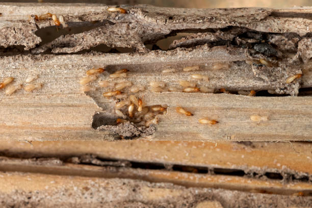 Best Best Pest Control Companies  in Brundidge, AL