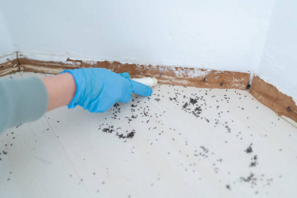 Best Insect Control  in Brundidge, AL